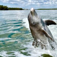 Dolphin & Whale Watching