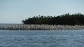 Amazing Marco island boat tour!