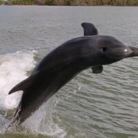 Luxury & Special Occasions