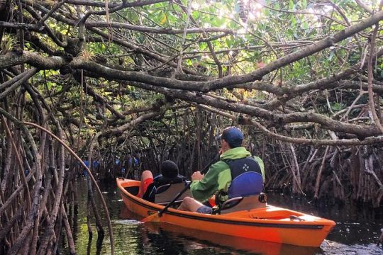 Everglades Kayak Safari Adventure Through Mangrove Tunnels