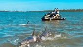 Dolphins - Jet Ski Memories