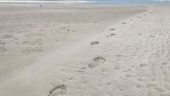 Great 1/2 day shelling adventure