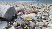 Best shelling on a cool rainy day!