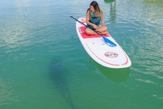 Kayak and SUP Eco-tour on Big Hickory Island - Bonita Springs, FL